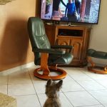 il y a un cairn terrier