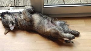 une petite sieste