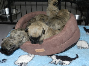 aventure chiot cairn