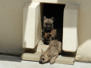 Minos , Mozart et Myrtille