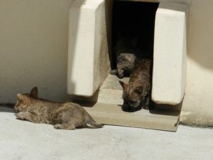 chiot cairn terrier né le 17/06