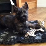 chiot cairn terrier de 3 mois