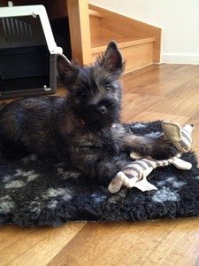 chiot cairn terrier de 3 mois