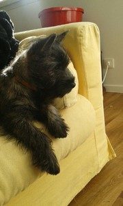 chiot cairn terrier Laïko