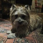 cairn terrier de la terrardiere