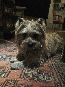 cairn terrier de la terrardiere