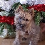 cairn terrier de la Terradiere