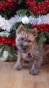 cairn terrier de la Terradiere