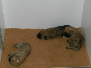 Magnifiques bébés