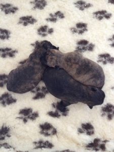 chiot cairn terrier