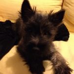 chiotcairnterrier de la Terrardiere Laïko