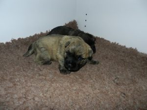 chiot cairn terrier