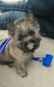 chiot cairn terrier