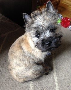 chiot cairn terrier