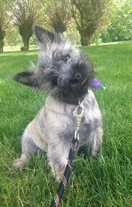 chiot cairn terrier