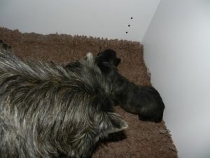 chiot cairn terrier