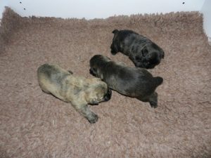 chiot cairn terrier