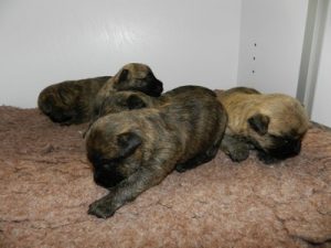 chiot cairn terrier