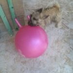 Milou et son ballon