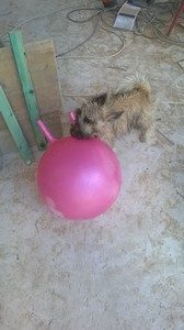 Milou et son ballon