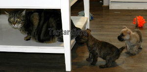 chiot cairn terrier chat