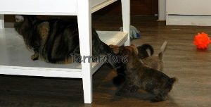 chiot cairn terrier