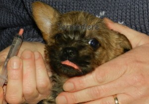 chiot cairn terrier