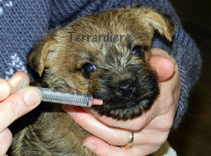 chiot cairn terrier