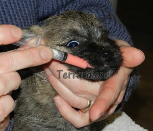 chiot cairn terrier