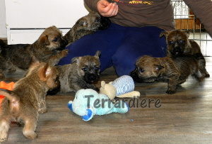 chiot cairn terrier