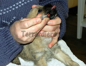 chiot cairn terrier