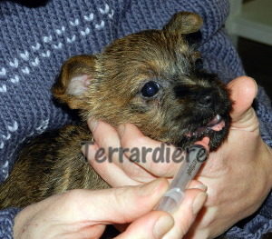 chiot cairn terrier