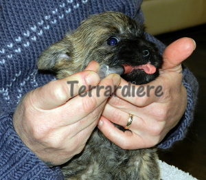 chiot cairn terrier