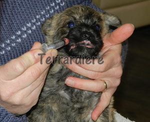 chiot cairn terrier