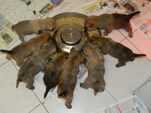 chiot cairn mange
