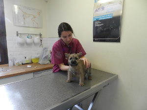 vaccination cairn terrier