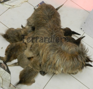 vaccination chiot cairn terrier
