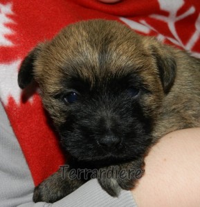 aventure chiot cairn terrier