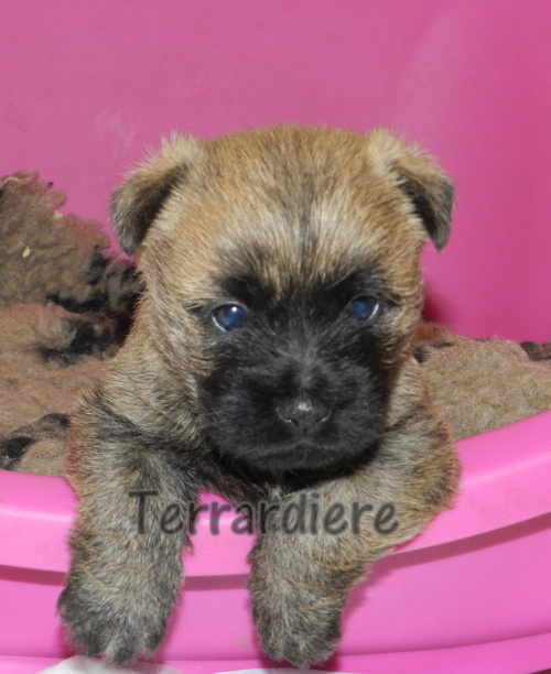 aventures chiots cairn terrier