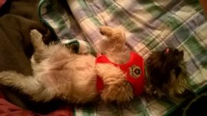 chiot cairn terrier dans son lit