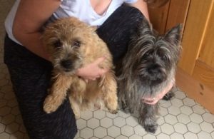 chiot cairn terrier