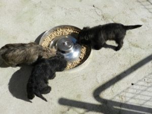 bon appétit