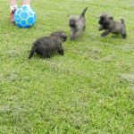 match de foot