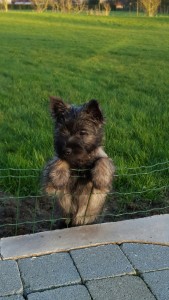 chiot cairn terrier