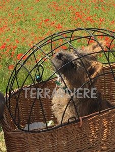 chiot cairn terrier à vélo