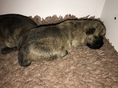 chiot cairn terrier