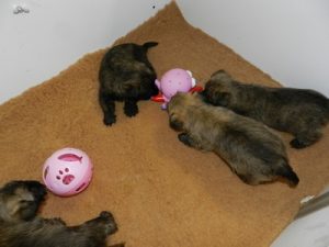 chiot cairn terrier