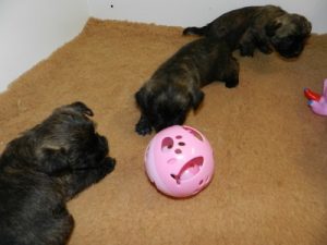 chiot cairn terrier