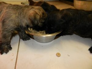 chiot cairn terrier