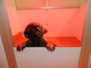 chiot cairn terrier